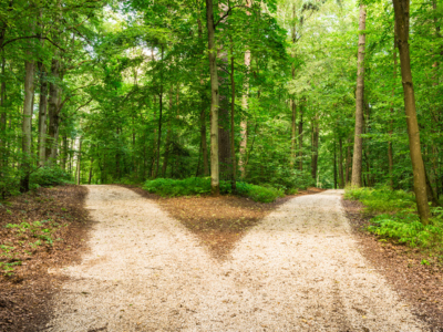 Ein Weg im Wald der sich in zwei Wege spaltet